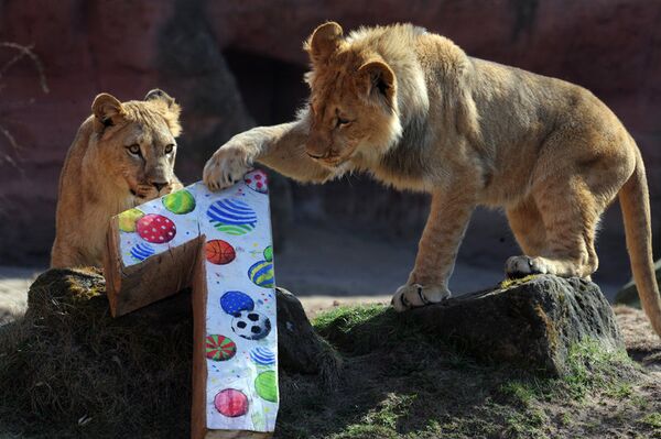 Les petits lionceaux ont reçu un cadeau pour leur anniversaire, au zoo de Hanovre, Allemagne. - Sputnik Afrique