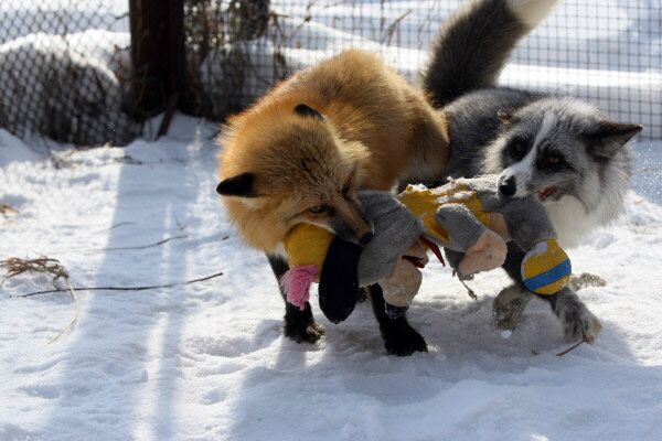 Des renards jouent dans une ferme de l’Institut de génétique du département sibérien de l’Académie des Sciences russe. - Sputnik Afrique