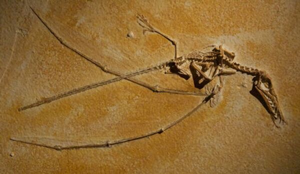 Un dinosaure à plumes le plus gros découvert en Chine - Sputnik Afrique