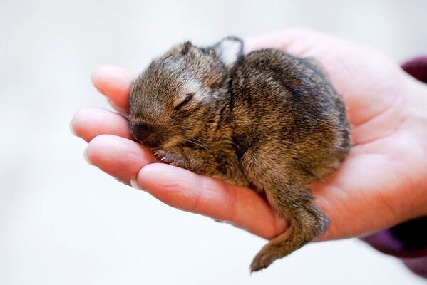 Un petit lapin lourd de 72 grammes dore dans la main d’une employée du zoo de Münster (Allemagne). Il a été retrouvé par hasard dans un tas d’engrais. - Sputnik Afrique