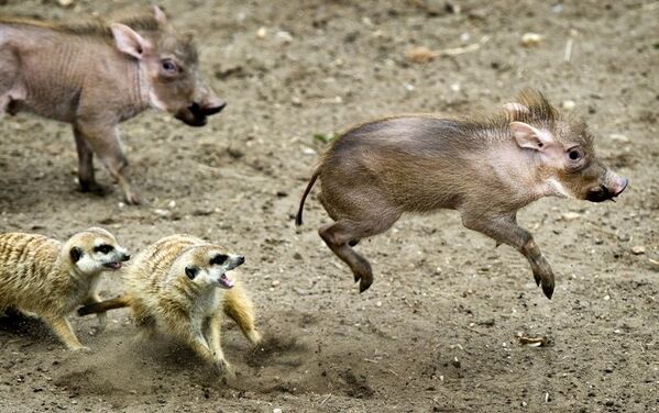 Des phacochères nouveau-nés avec des suricates dans le zoo des Pays-Bas. - Sputnik Afrique