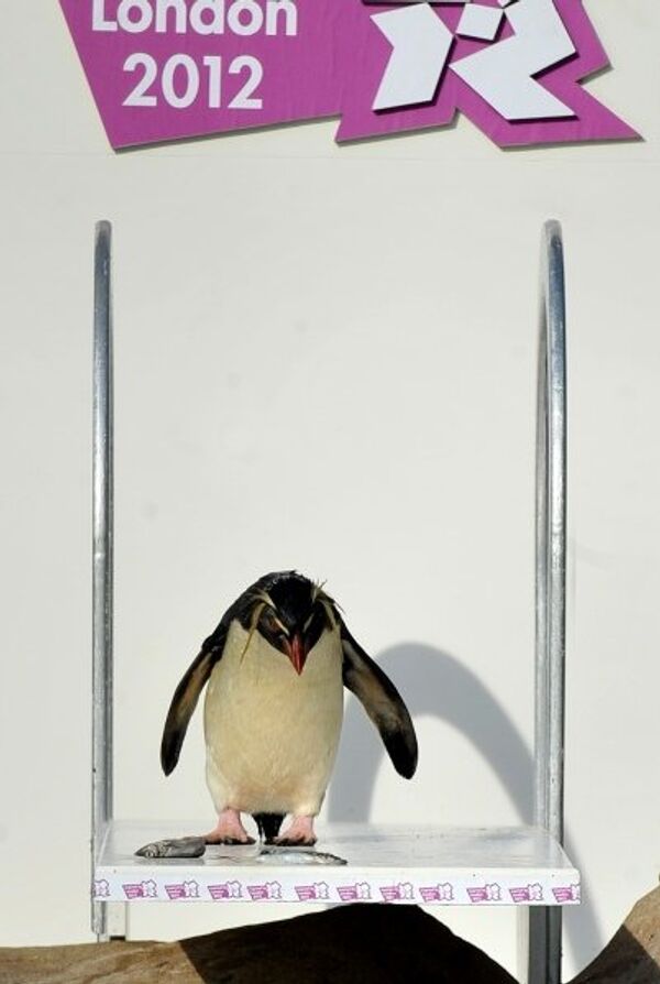 Un pingouin se prépare à un saut au tremplin. A la veille des Jeux Olympiques d’été, la direction du zoo de Londres est préoccupée d’une absence éventuelle de visiteurs, c’est pourquoi des « compétitions » alternatives ont été organisées dans le zoo pour attirer l’attention des touristes. - Sputnik Afrique