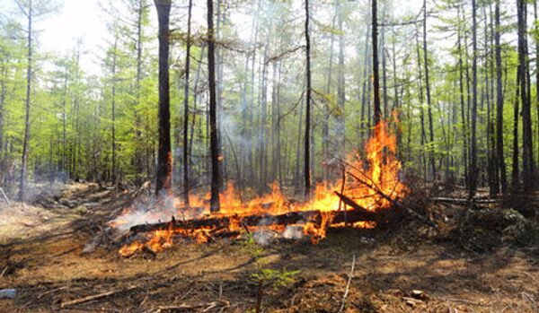 Premiers feux de forêts en Russie - Sputnik Afrique