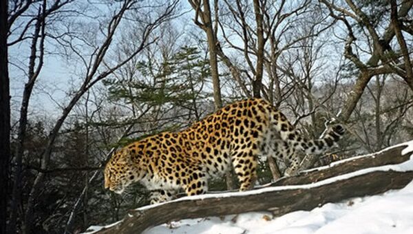La « Terre du léopard » est découverte - Sputnik Afrique