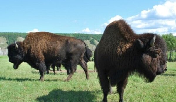 Une délégation Yakoute va chercher des bisons au Canada - Sputnik Afrique