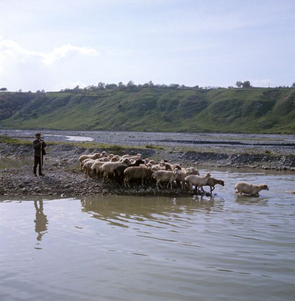 L’agriculture et l’élevage sont les occupations traditionnelles des Ossètes.Sur la photo : passage des moutons à travers une rivière de montagne. - Sputnik Afrique