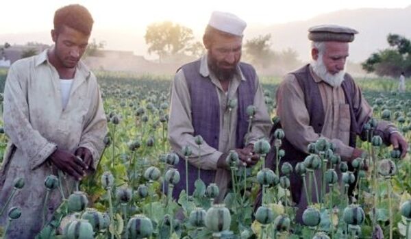 Le trafic de drogue fleurit en Afghanistan - Sputnik Afrique