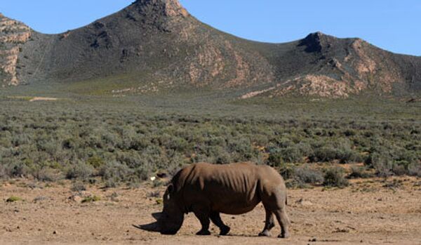 Afrique du Sud : des chiens pour protéger les rhinocéros - Sputnik Afrique