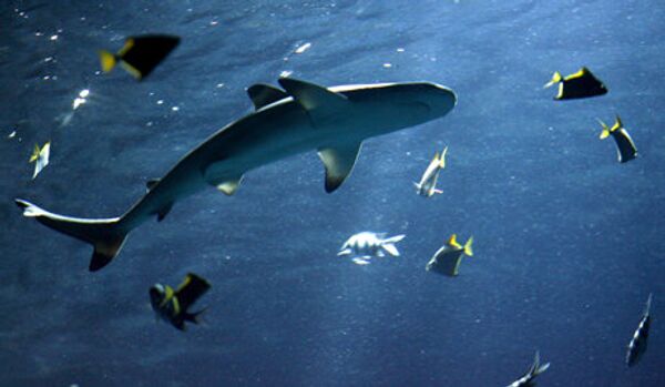 Nouvelle alerte aux requins sur les plages d'Egypte - Sputnik Afrique