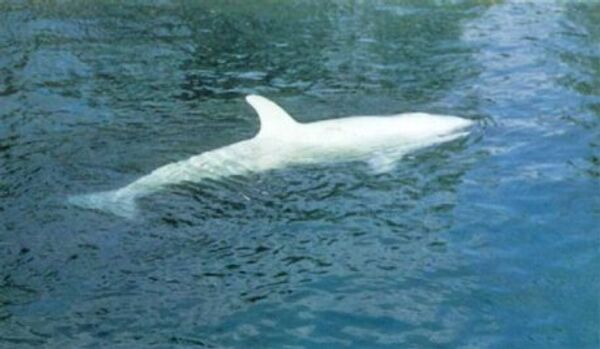 Un orque blanc unique découvert près du Kamtchatka - Sputnik Afrique