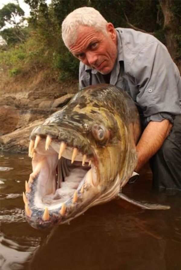 Les poissons-tigres habitent dans le Nil en Egypte. Leurs dents sont aussi très pointues et elles peuvent être dangereuses pour l’homme. - Sputnik Afrique