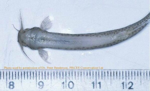 Le candiru est un poisson parasite d'Amazonie, également appelé poisson vampire du Brésil. Il est connu pour remonter le canal urinaire et pour se loger dans l'urètre. Sa technique consiste à se loger dans sa victime et à se nourrir du sang et de la chair de sa victime. - Sputnik Afrique