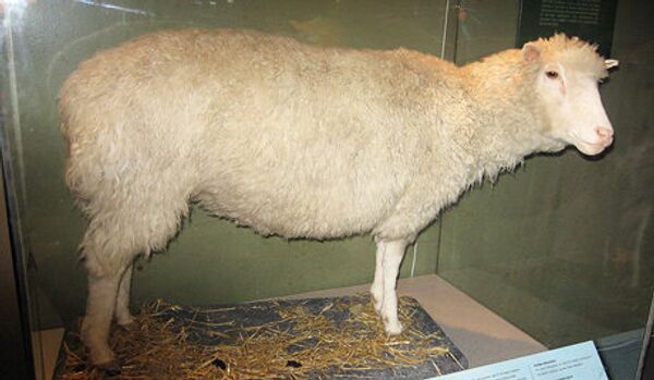 Un agneau clôné en Chine avec de l’huile de foie de morue dans sa viande - Sputnik Afrique