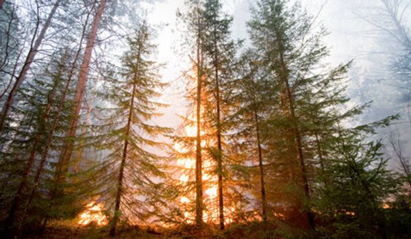Diminution du nombre d'incendies de forêt en Sibérie - Sputnik Afrique