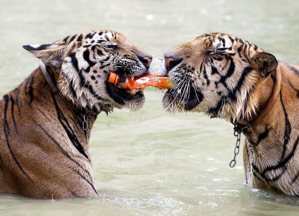 Les tigres dans un bassin du temple des tigres Kanchanaburi (Thaïlande). Les Thaïlandais apportent dans ce temple tous les jeunes tigres dont les parents ont été tués. - Sputnik Afrique