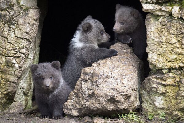 Trois oursons dans le jardin zoologique en Suisse. Ils sont nés en janvier de l’année en cours. - Sputnik Afrique