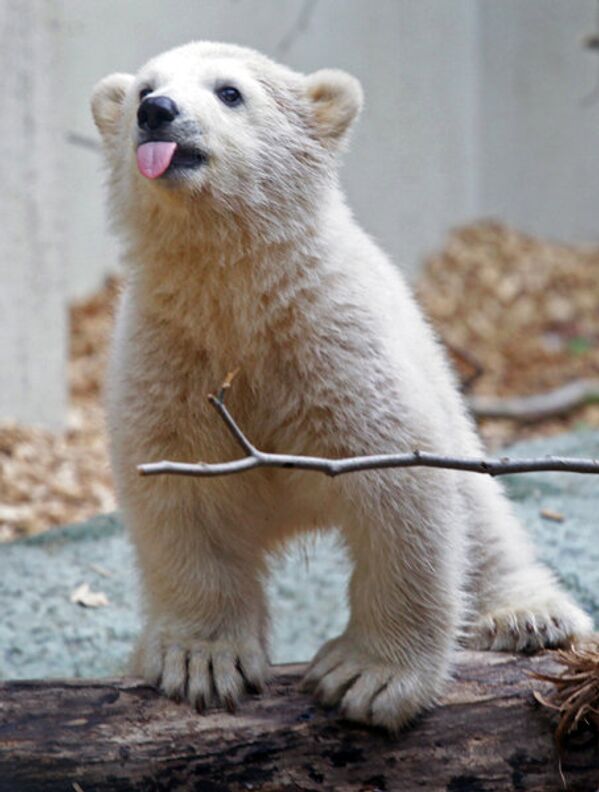 Une nouvelle vedette est apparue dans le zoo de la ville allemande de Woopertal. Anori est né le 4 janvier. La star du zoo de Berlin, Knut est mort en 2011 après être tombée dans son bassin. - Sputnik Afrique