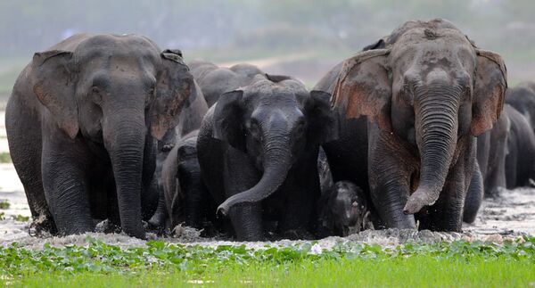 Un troupeau des éléphants sauvages à la recherche d’un nouveau lieu d’habitation après une inondation en Inde. - Sputnik Afrique