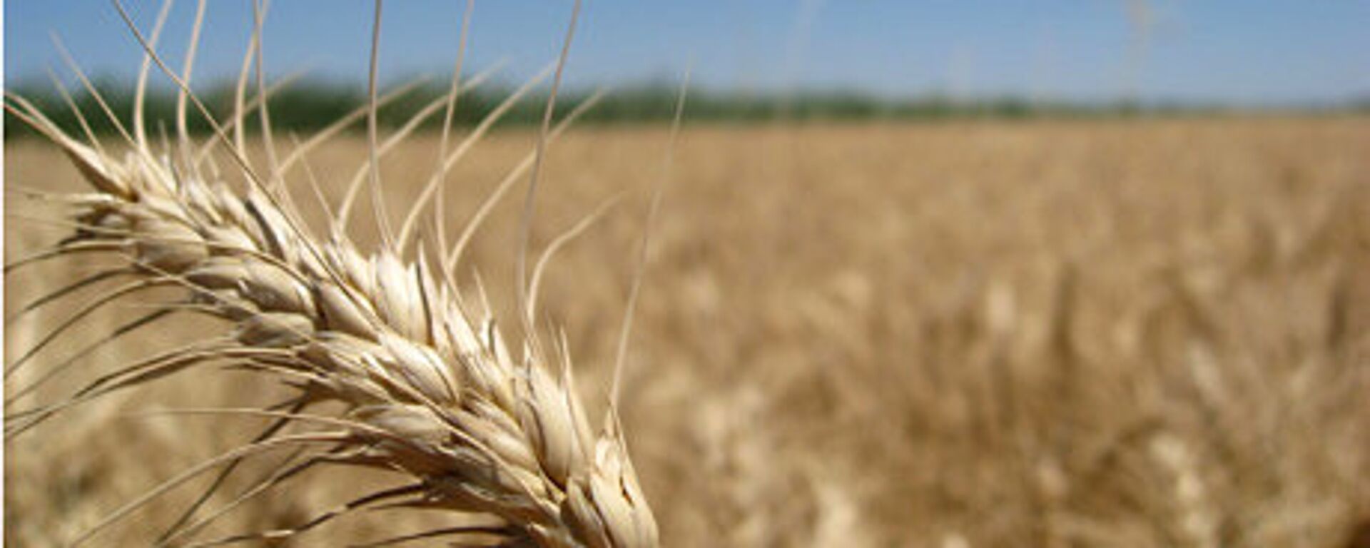 La récolte de céréales en 2012 est estimée à 94 mln tonnes - Sputnik Afrique, 1920, 02.11.2022