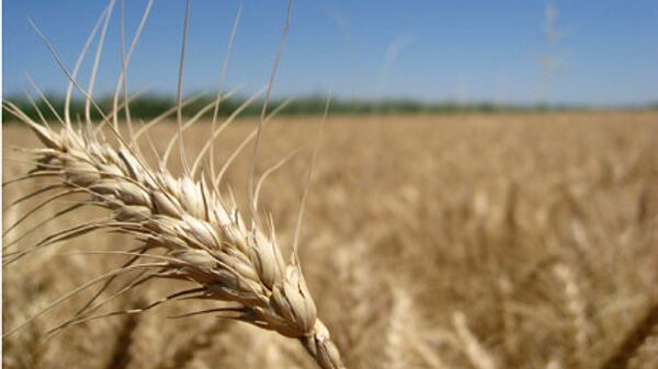 La récolte de céréales en 2012 est estimée à 94 mln tonnes - Sputnik Afrique