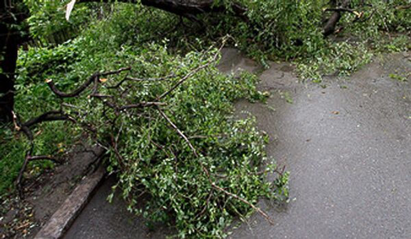 France : un ouragan a abattu des arbres et des lignes électriques - Sputnik Afrique
