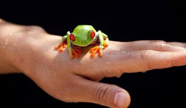Panama : une grenouille qui sécrète des pigments jaunâtres - Sputnik Afrique