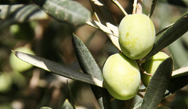 Le prix de l'huile d'olive en baisse - Sputnik Afrique