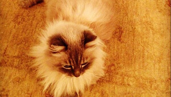 Medvedev a posté une photo de son chat sur Twitter - Sputnik Afrique