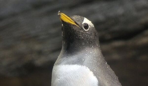 Les « pingouins dissolus » ont choqué le médecin de l'expédition - Sputnik Afrique