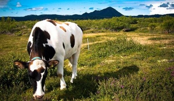 Un lait hypoallergénique sera produit par des vaches génétiquement modifiées - Sputnik Afrique
