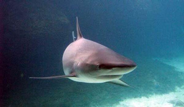 Les requins attaquent la région de Primorié - Sputnik Afrique