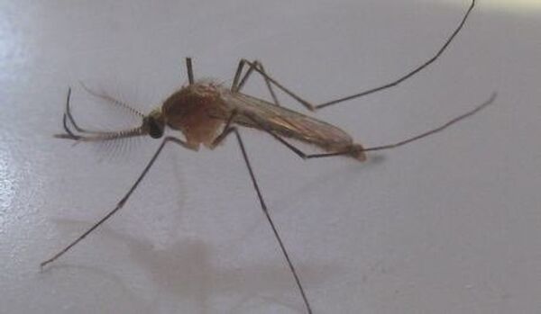 Sri Lanka, lutte anti-moustique : 53 personnes arrêtées - Sputnik Afrique