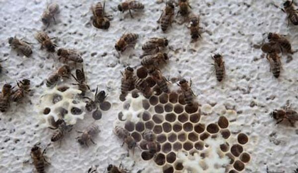 Un essaim d'abeilles avait pris en otage un bâtiment entier - Sputnik Afrique