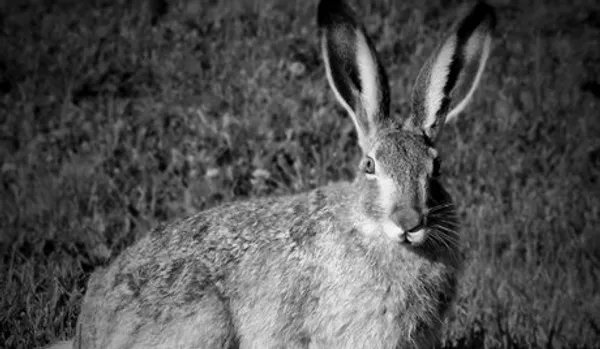 Si les JO acceptaient les animaux, l'Homme ne remporterait rien... ou presque - Sputnik Afrique