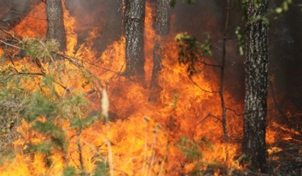 Krasnodarski kraï : plus de 50 incendies de forêt - Sputnik Afrique