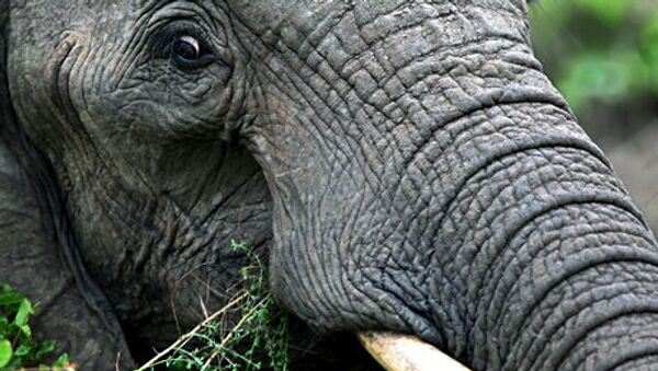 Afrique du Sud : contraception des éléphants - Sputnik Afrique