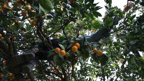 Afrique du Sud: les exportations d'agrumes en hausse de 22%