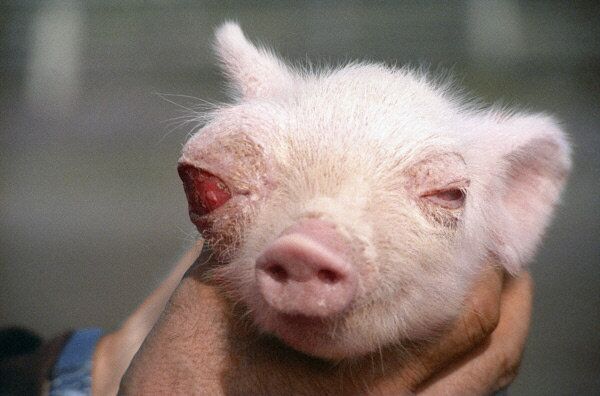 Un cochon, avec un défaut physique dans une ferme d’élevage des porcs dans la région de Jitomir (Ukraine), à 65 km de Tchernobyl. Il est né d’une truie qui est elle-même née en 1987. La place des yeux de ce cochon est recouverte par la peau et il ne possède ni iris, ni la pupille. - Sputnik Afrique