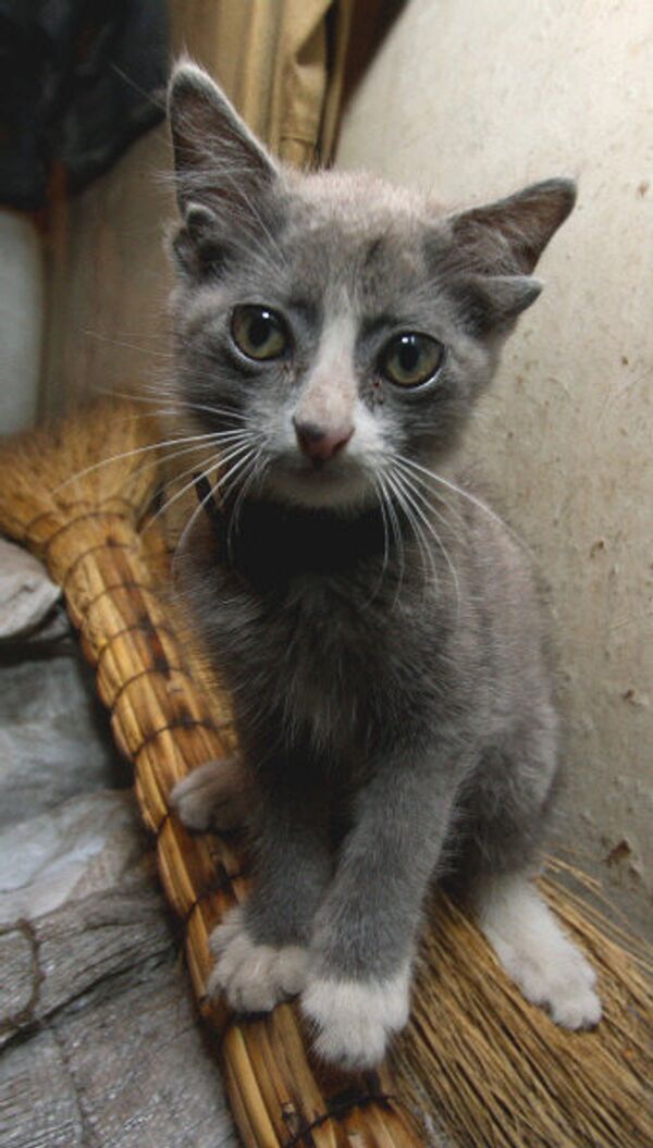 Dans un garage de Vladivostok vit le chaton Lountik, né avec quatre oreilles. Ses deux oreilles en trop ne possèdent pas de conduits auditifs. - Sputnik Afrique