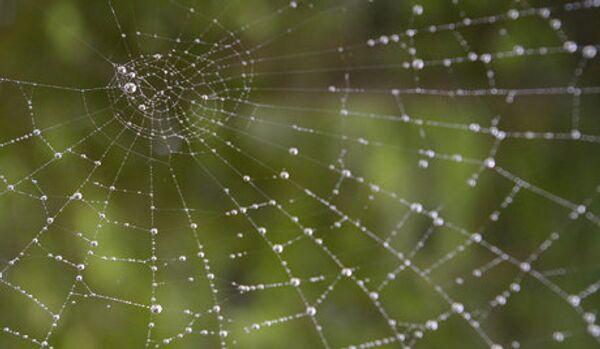 Une nouvelle espèce d'araignées a été découverte aux États-Unis - Sputnik Afrique