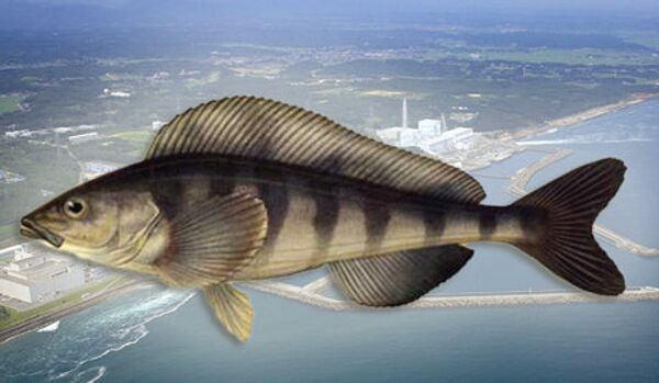 Fukushima : radioactivité du poisson dépasse les normes de 258 fois - Sputnik Afrique