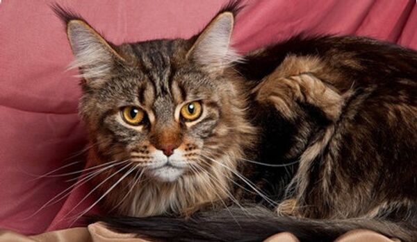 Les ravisseurs ont rendu aux propriétaires le chat qu’ils ont kidnappé - Sputnik Afrique