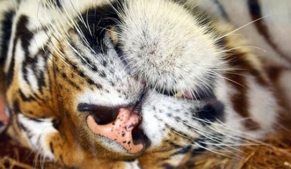 Bangkok : 6 tigres retrouvés sur le toit d’une maison - Sputnik Afrique