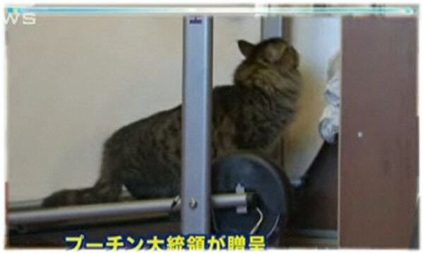 Le chaton, âgé d’environ six mois, se trouve en quarantaine de 180 jours dans une clinique vétérinaire à l'aéroport de Tokyo Narita. Selon les règles douanières japonaises, Satake pourra récupérer l’animal seulement en février, lorsque tous les vaccins lui seront faits. - Sputnik Afrique
