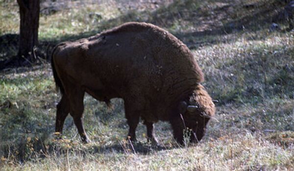 La lutte pour la survie des bisons dans le Caucase est engagée - Sputnik Afrique