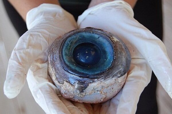 Un œil géant appartenant à une créature inconnue retrouvé sur une plage de Floride - Sputnik Afrique