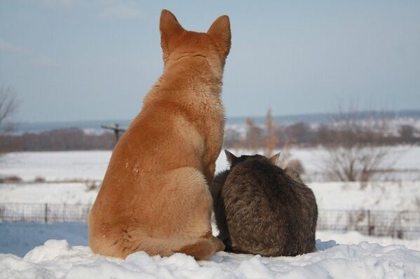 Un jour le chat Platon est devenu l'ami du chiot Bulka. Le temps a passé et Bulka a grandi, mais ils restent toujours de bons amis. - Sputnik Afrique