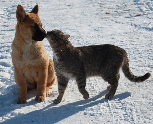 Un jour le chat Platon est devenu l'ami du chiot Bulka. Le temps a passé et Bulka a grandi, mais ils restent toujours de bons amis. - Sputnik Afrique