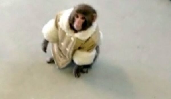 Le « singe en manteau » canadien fêtera Noël dans un refuge - Sputnik Afrique