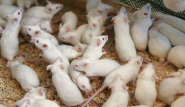 4 000 souris blanches volées en République tchèque - Sputnik Afrique